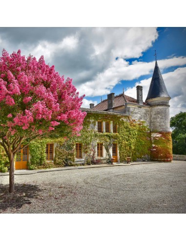 SÉJOUR AU CHÂTEAU DU PLESSIS - COGNAC PAIRING